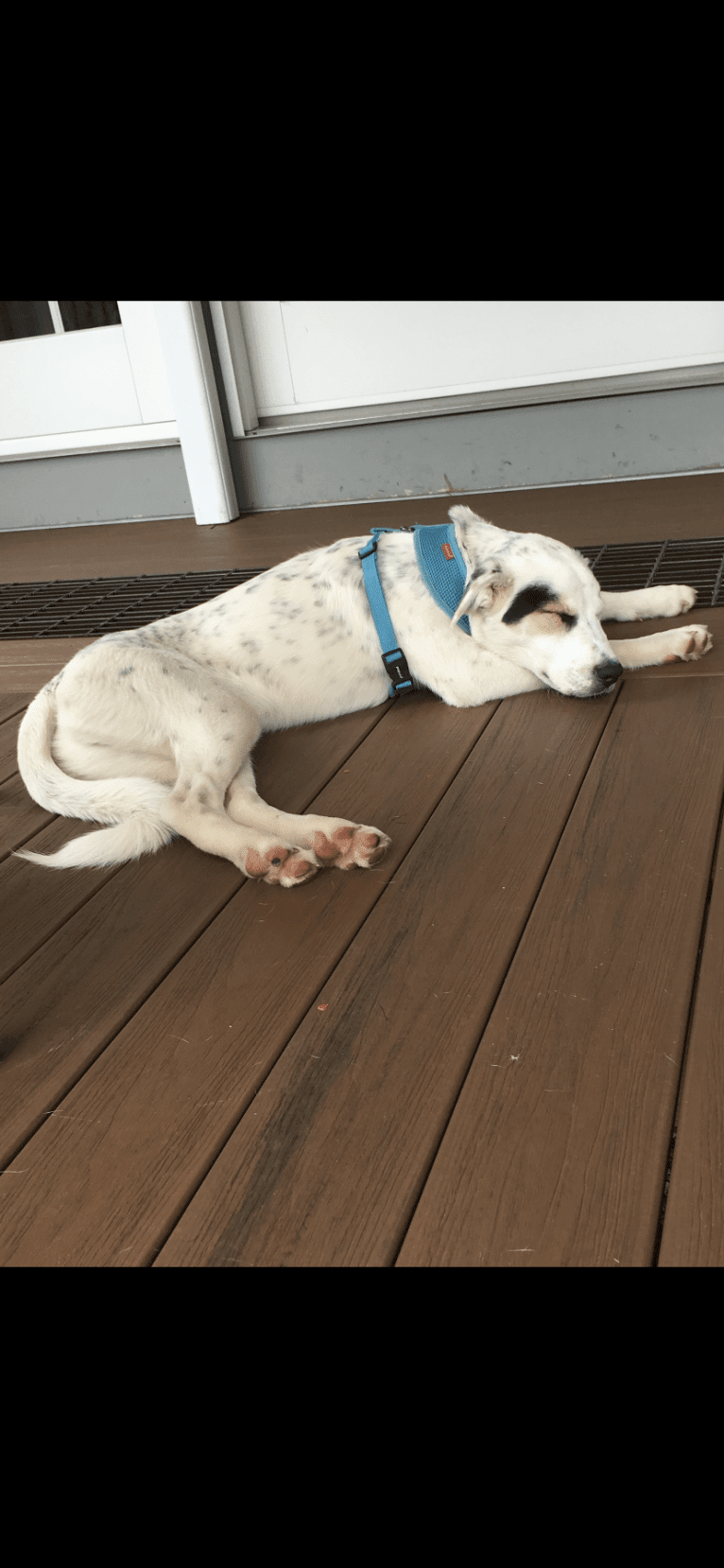 Toby, an American Pit Bull Terrier and Great Pyrenees mix tested with EmbarkVet.com