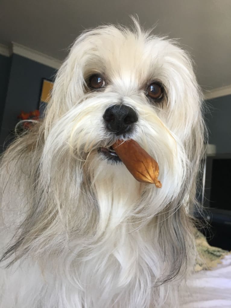 Mambo, a Havanese tested with EmbarkVet.com