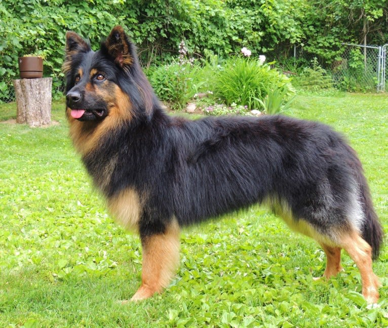 Bebosski Tryreplay (Bosso), a Bohemian Shepherd tested with EmbarkVet.com