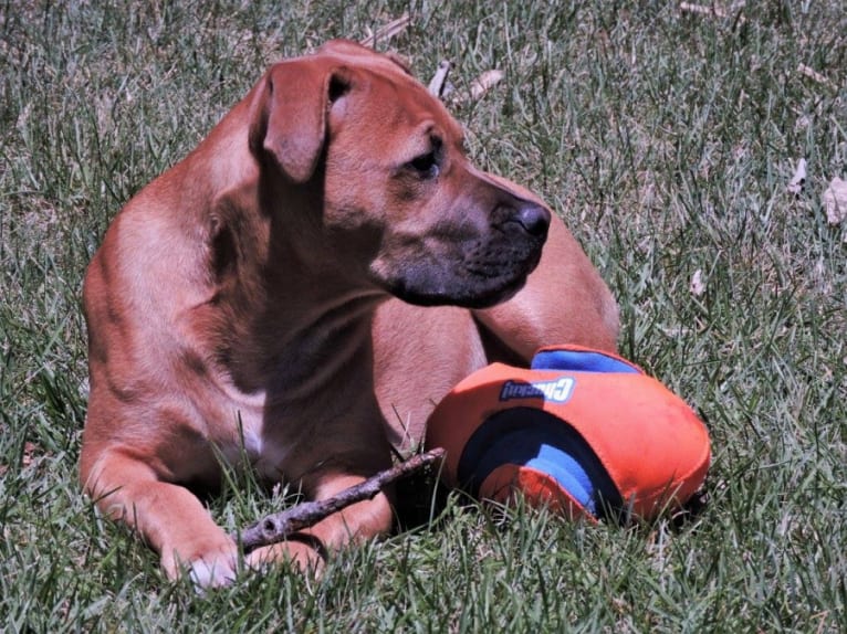 Max, a Staffordshire Terrier and Boxer mix tested with EmbarkVet.com