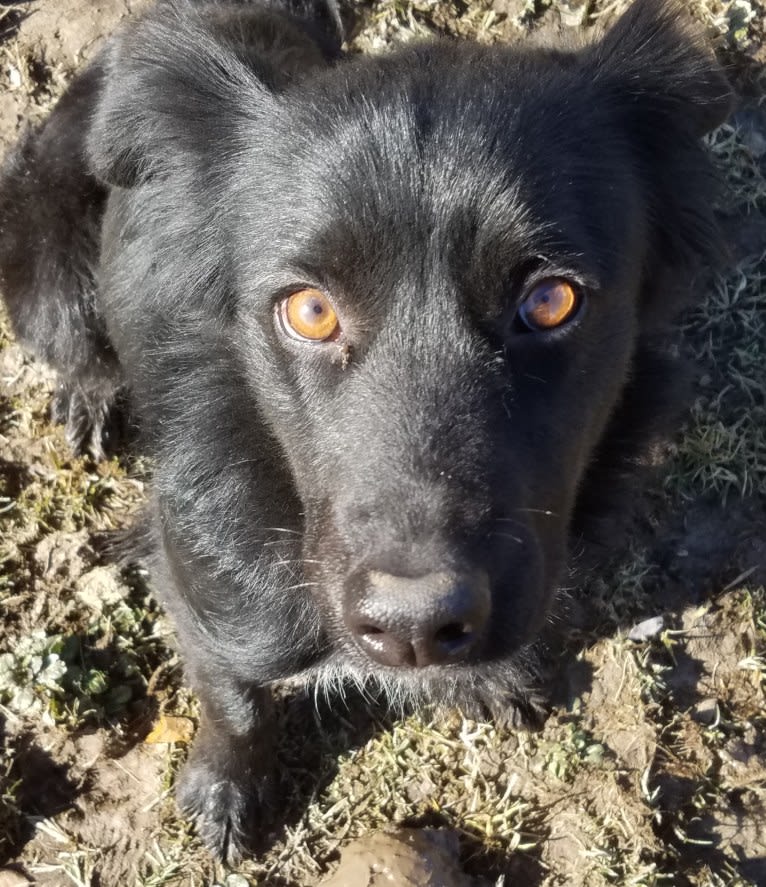 Sparrow, a Labrador Retriever and Border Collie mix tested with EmbarkVet.com