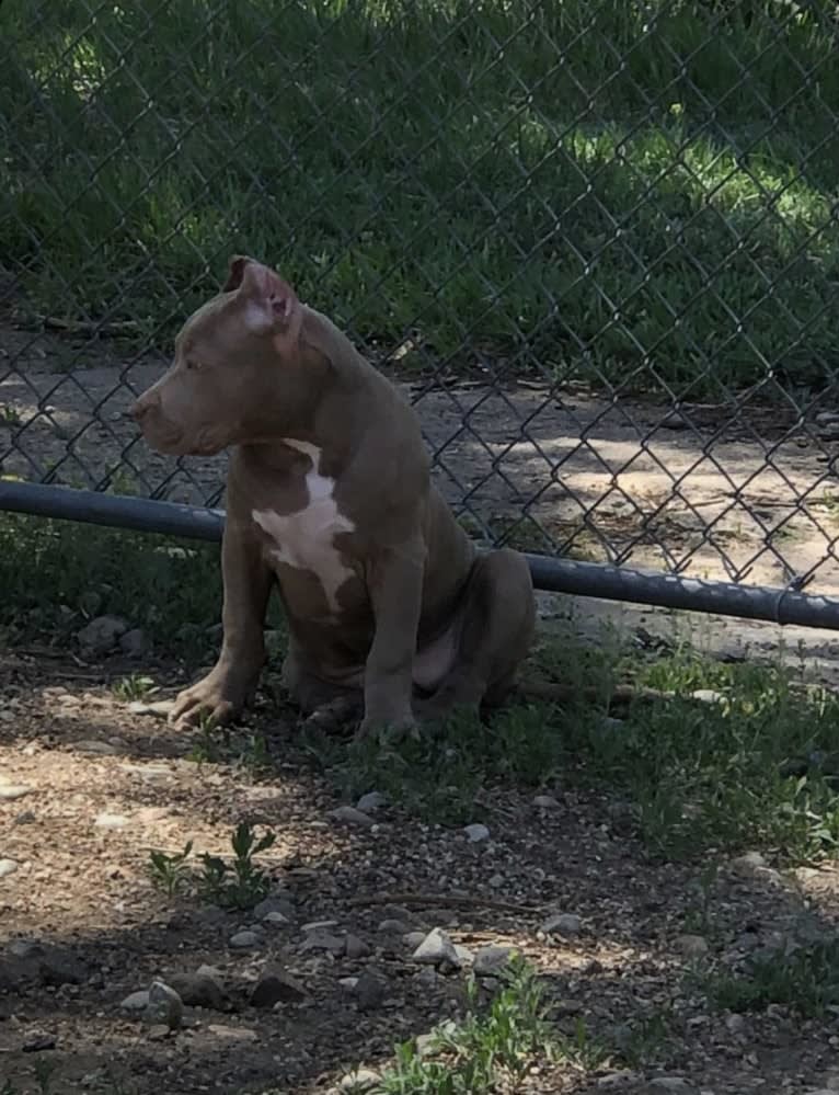 Teally, an American Bully tested with EmbarkVet.com