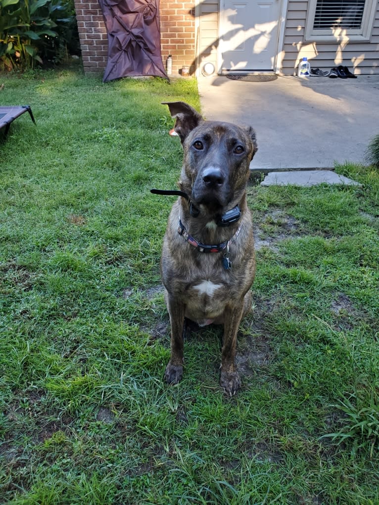 YOGI, a German Shepherd Dog and American Pit Bull Terrier mix tested with EmbarkVet.com