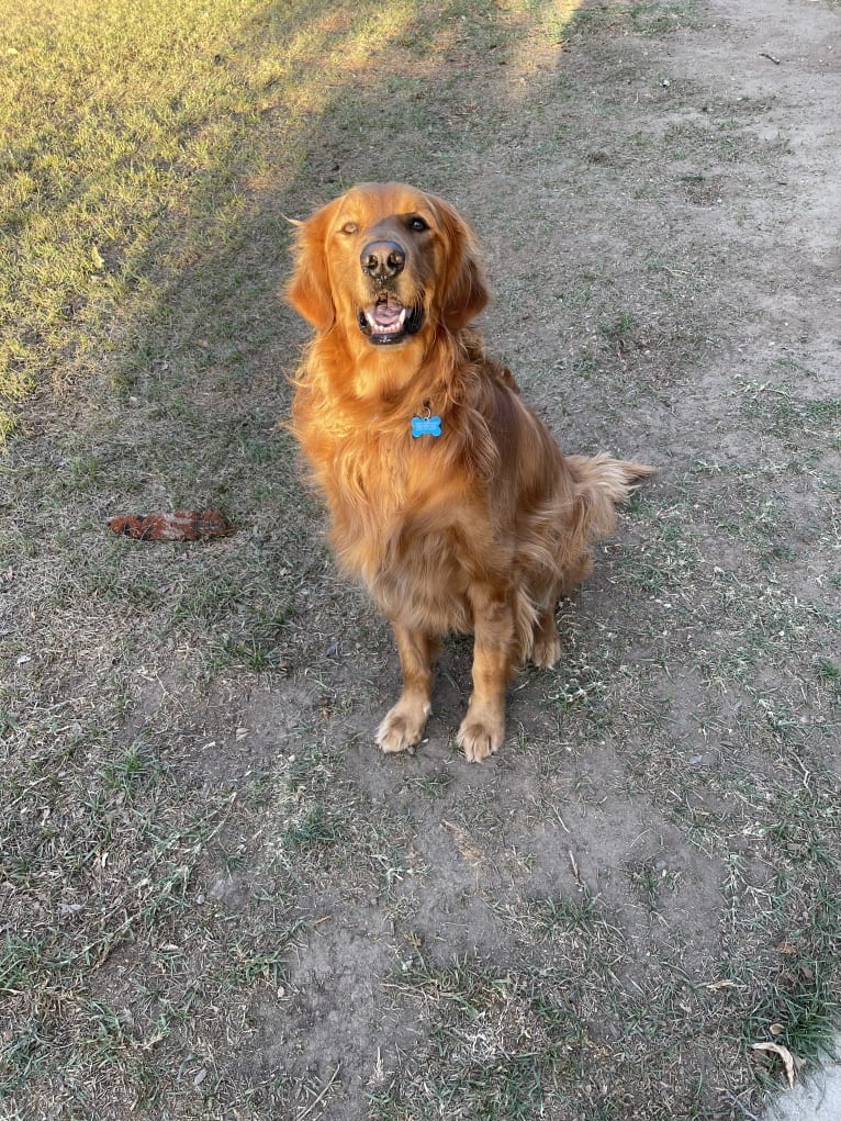 Winston, a Golden Retriever tested with EmbarkVet.com