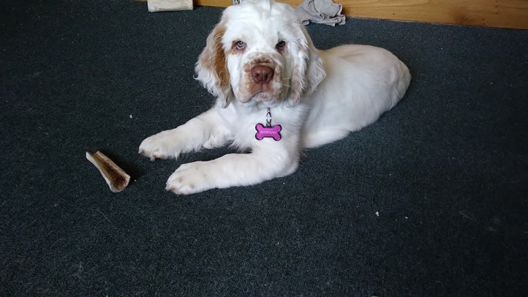 Rhaenyra, a Clumber Spaniel tested with EmbarkVet.com