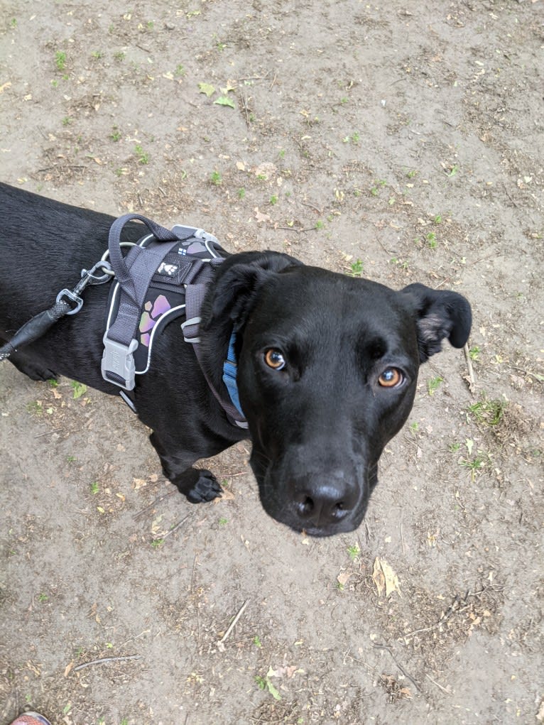 Marvin, an American Pit Bull Terrier and Siberian Husky mix tested with EmbarkVet.com