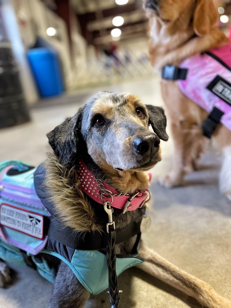 Hayley, an Aussiedoodle tested with EmbarkVet.com