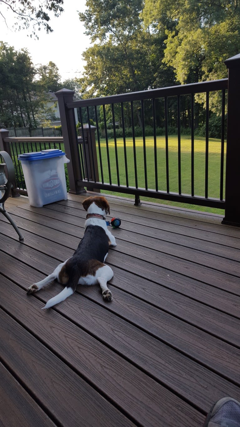 Freckles, a Beagle and German Shepherd Dog mix tested with EmbarkVet.com