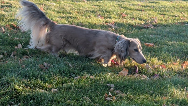 Diddy, a Dachshund tested with EmbarkVet.com