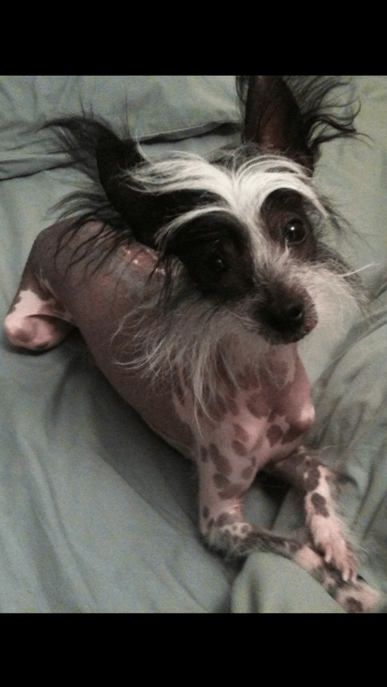 Scarlet McKinney, a Chinese Crested tested with EmbarkVet.com