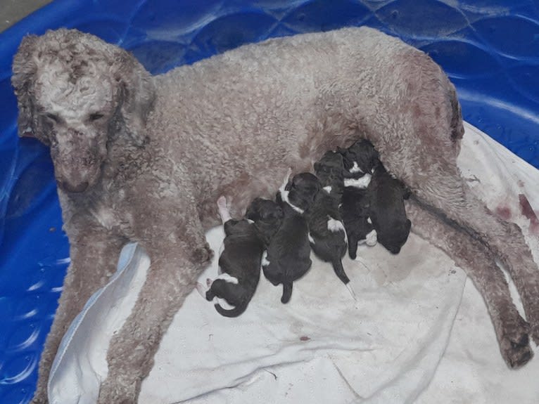 Sunny, a Poodle (Standard) tested with EmbarkVet.com