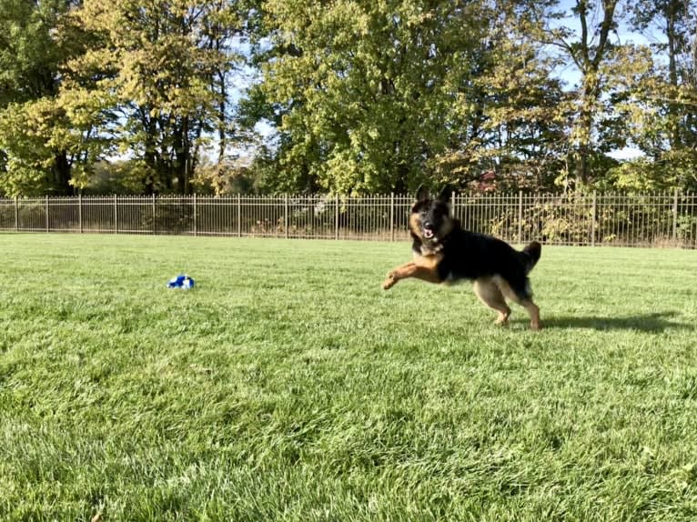 Greta, a German Shepherd Dog tested with EmbarkVet.com