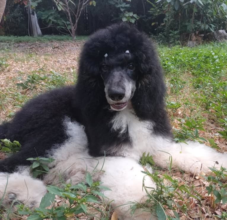 Eros, a Poodle (Standard) tested with EmbarkVet.com