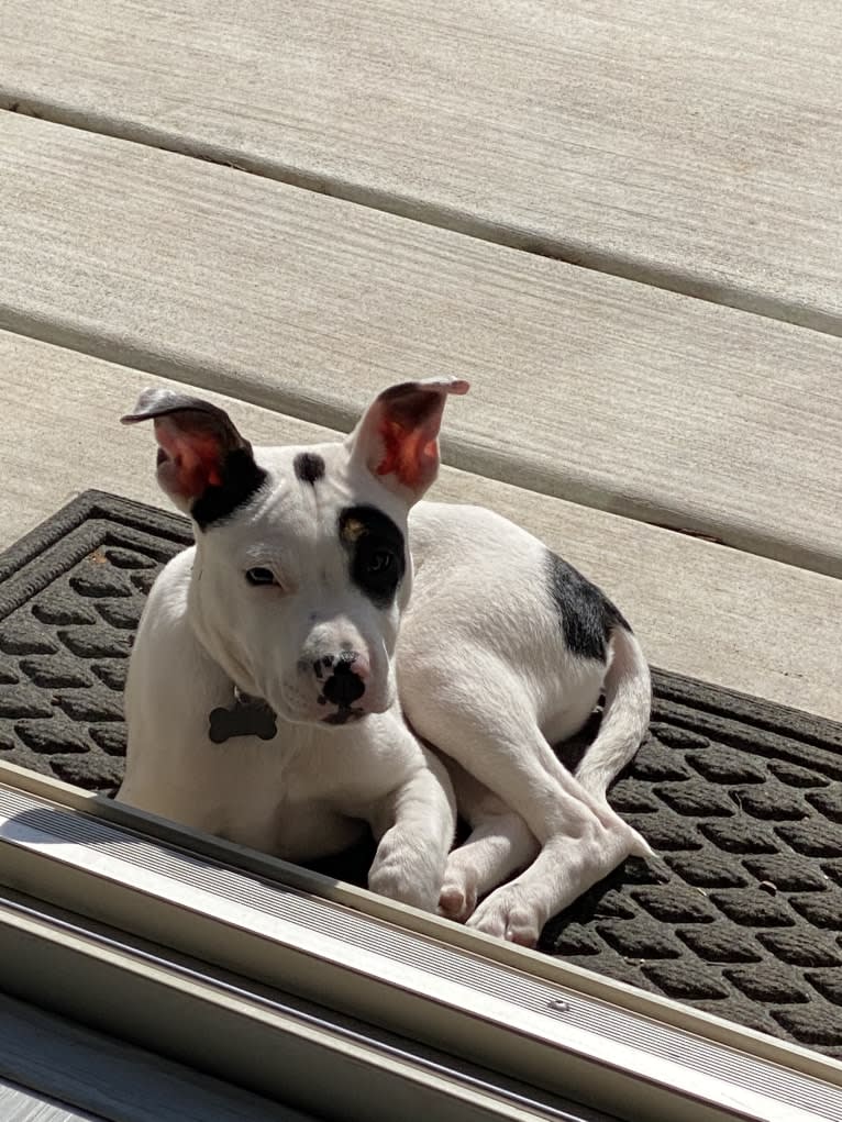 Rocky, an American Pit Bull Terrier and Australian Cattle Dog mix tested with EmbarkVet.com