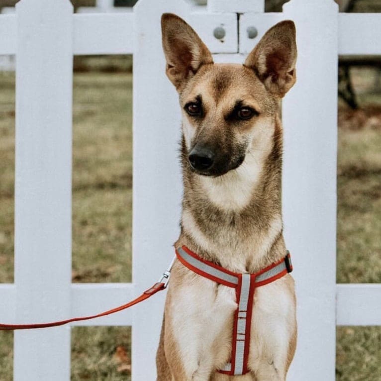 Vera, a Middle Eastern Village Dog tested with EmbarkVet.com