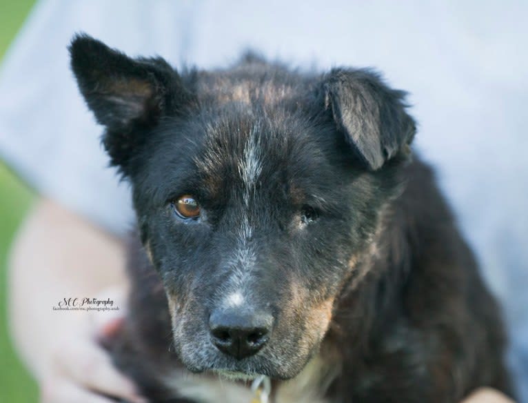 Leonard a.k.a Lenny (Rescue Rovers Novak), an Australian Cattle Dog and American Pit Bull Terrier mix tested with EmbarkVet.com