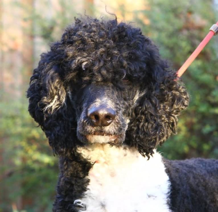 Nino, a Poodle (Standard) tested with EmbarkVet.com