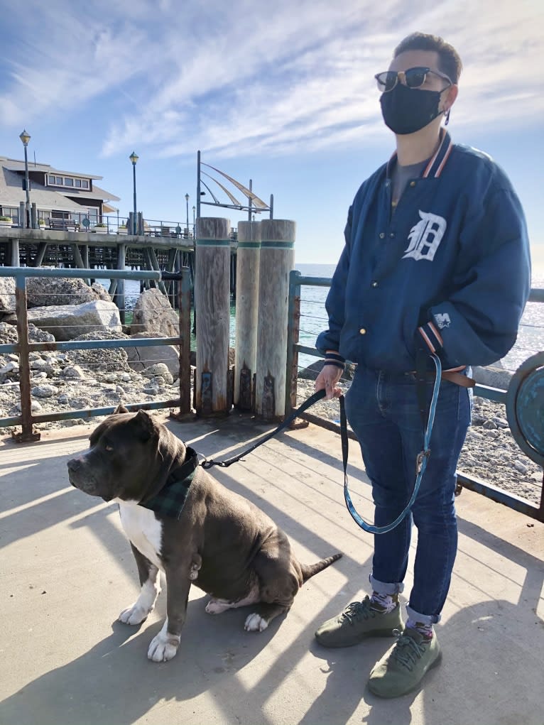 Otis, an American Pit Bull Terrier and Neapolitan Mastiff mix tested with EmbarkVet.com