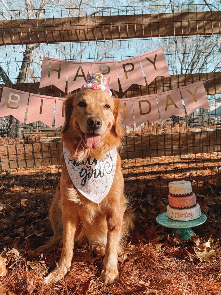 Marley, a Golden Retriever tested with EmbarkVet.com