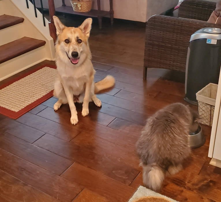 Juniper, a Great Pyrenees and Border Collie mix tested with EmbarkVet.com