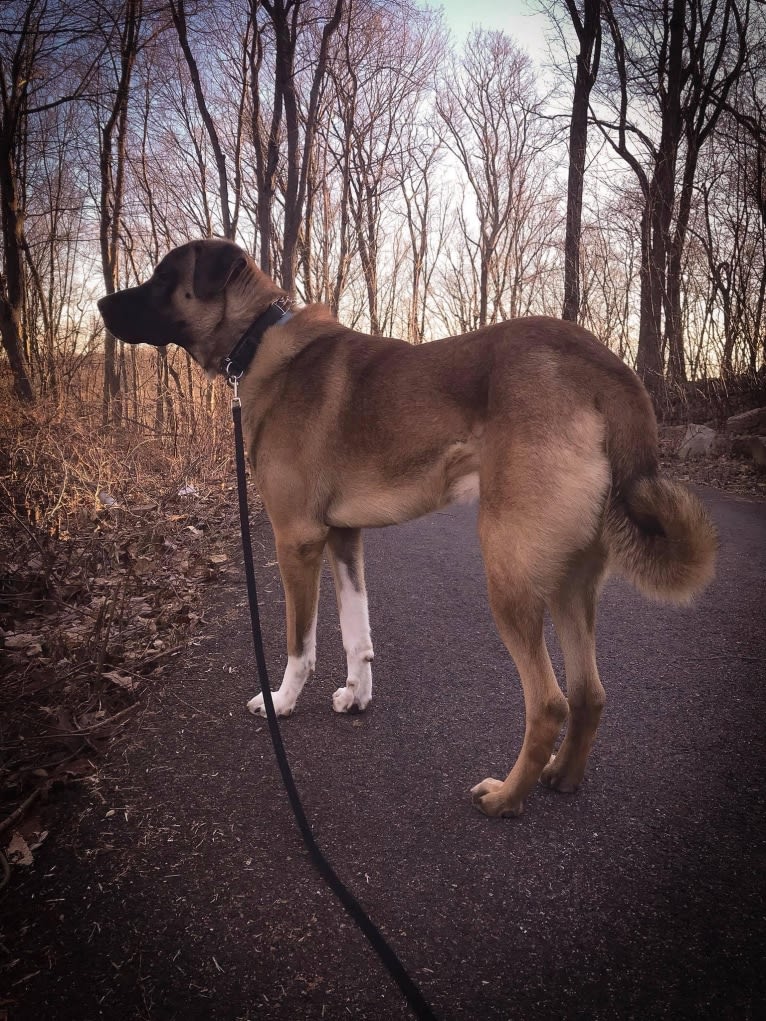 ROCCO, an Anatolian Shepherd Dog tested with EmbarkVet.com