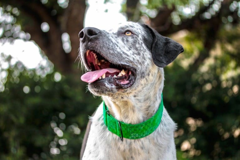 Monty, an American Pit Bull Terrier and Great Pyrenees mix tested with EmbarkVet.com