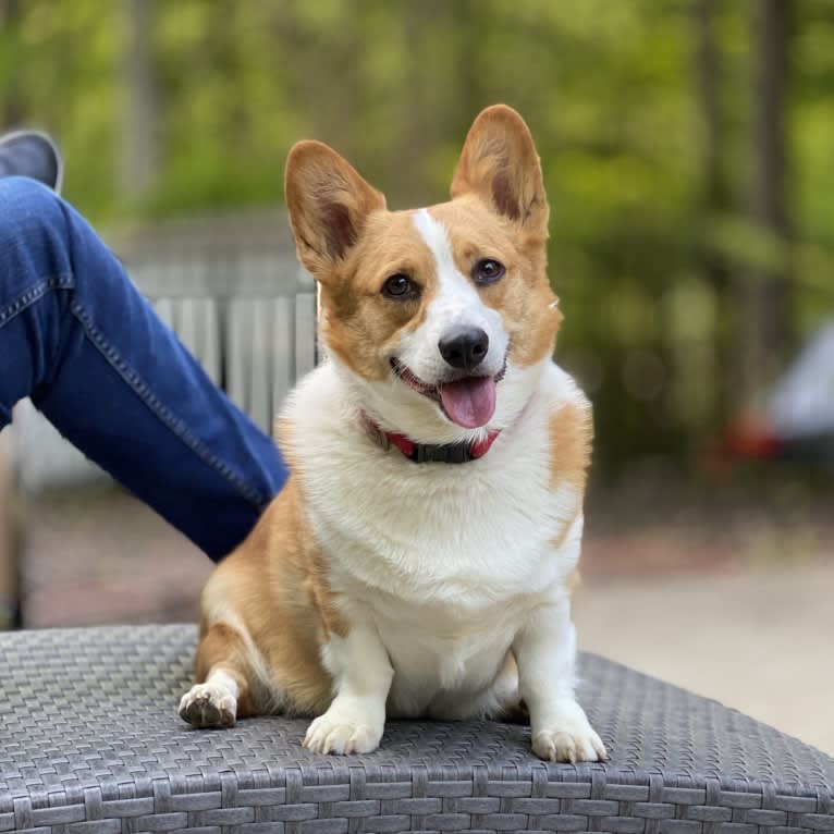 Lil Teddy, a Pembroke Welsh Corgi tested with EmbarkVet.com