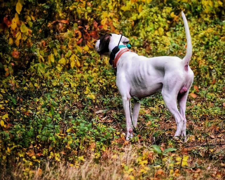 Photo of Barley, a Pointer  in Boscawen, New Hampshire, USA