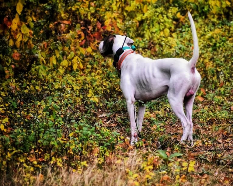 Barley, a Pointer tested with EmbarkVet.com