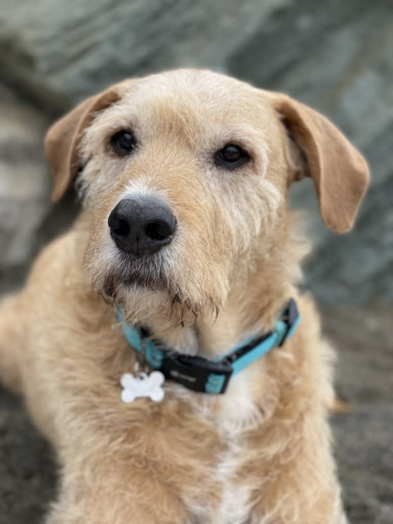 Baloo, a Bouvier des Flandres and American Bulldog mix tested with EmbarkVet.com