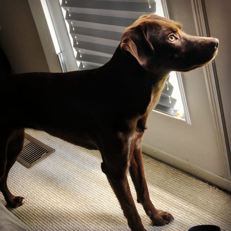 Penny, a Labrador Retriever and Boston Terrier mix tested with EmbarkVet.com