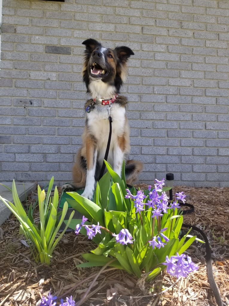 Bentley, an English Shepherd and Collie mix tested with EmbarkVet.com