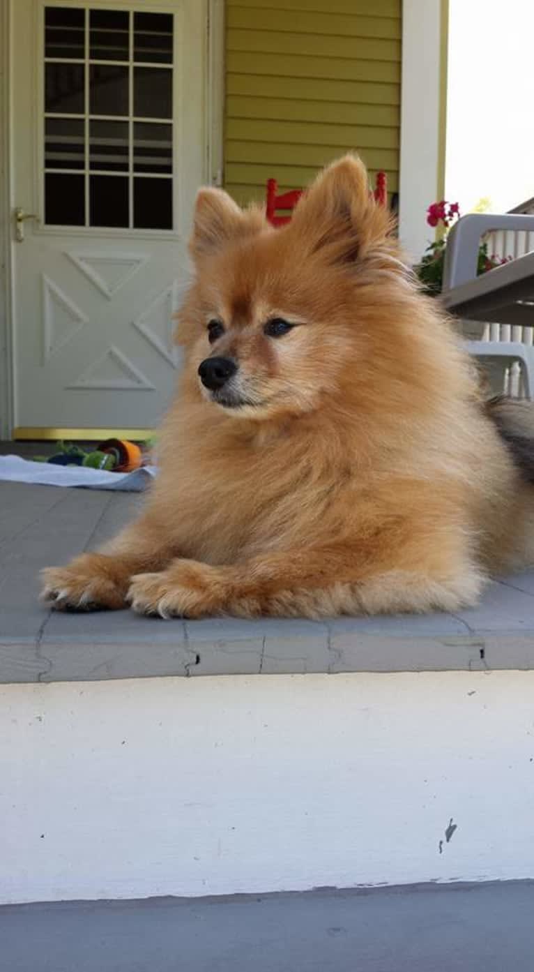 Zeke, a Pomeranian tested with EmbarkVet.com