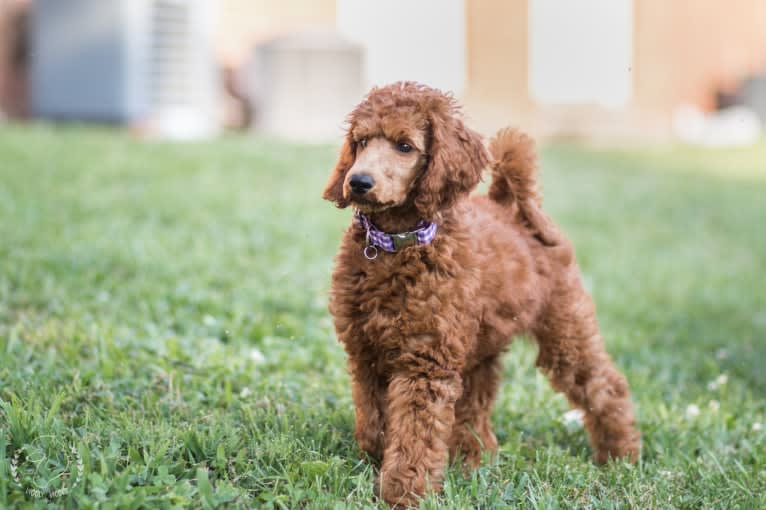 Remedy, a Poodle (Standard) tested with EmbarkVet.com