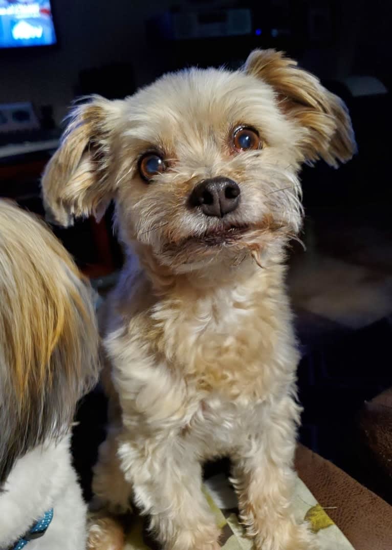 Lili, a Chihuahua and Havanese mix tested with EmbarkVet.com