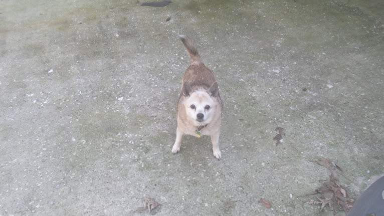 Lassie, a Pomeranian and Rat Terrier mix tested with EmbarkVet.com