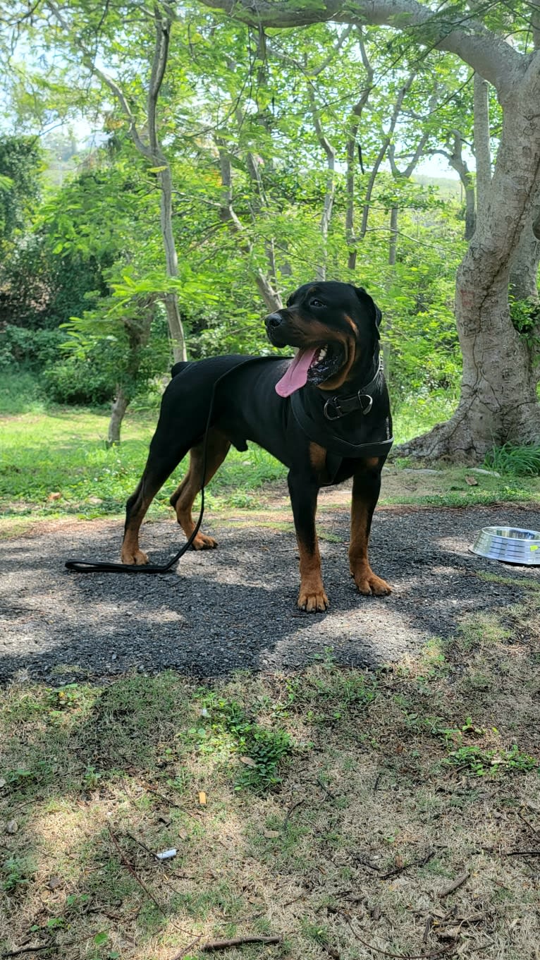 Sky, a Rottweiler tested with EmbarkVet.com