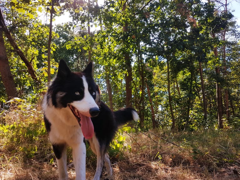 Erkeeni Kuo (Kinjia), a Yakutian Laika tested with EmbarkVet.com