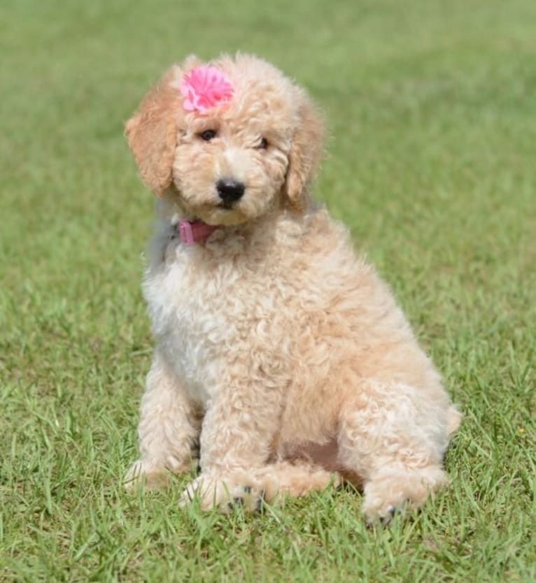 journey's petite "jozi" brunne, a Poodle (Standard) and Golden Retriever mix tested with EmbarkVet.com