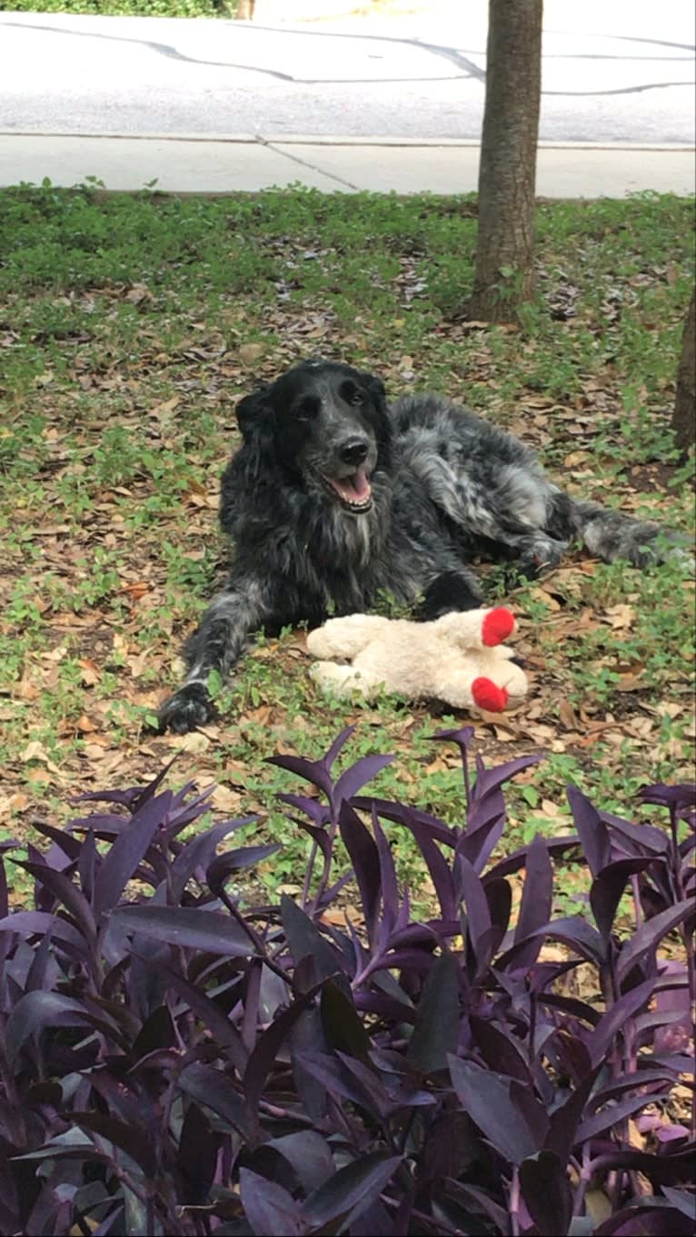 Fred, a Golden Retriever and Great Pyrenees mix tested with EmbarkVet.com