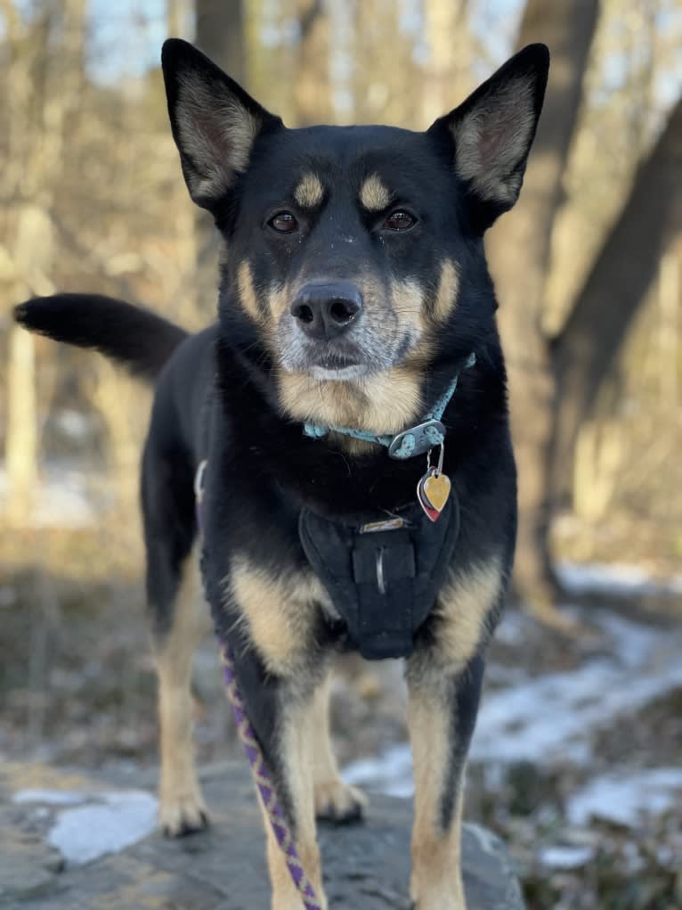 Billy, a Siberian Husky and Labrador Retriever mix tested with EmbarkVet.com