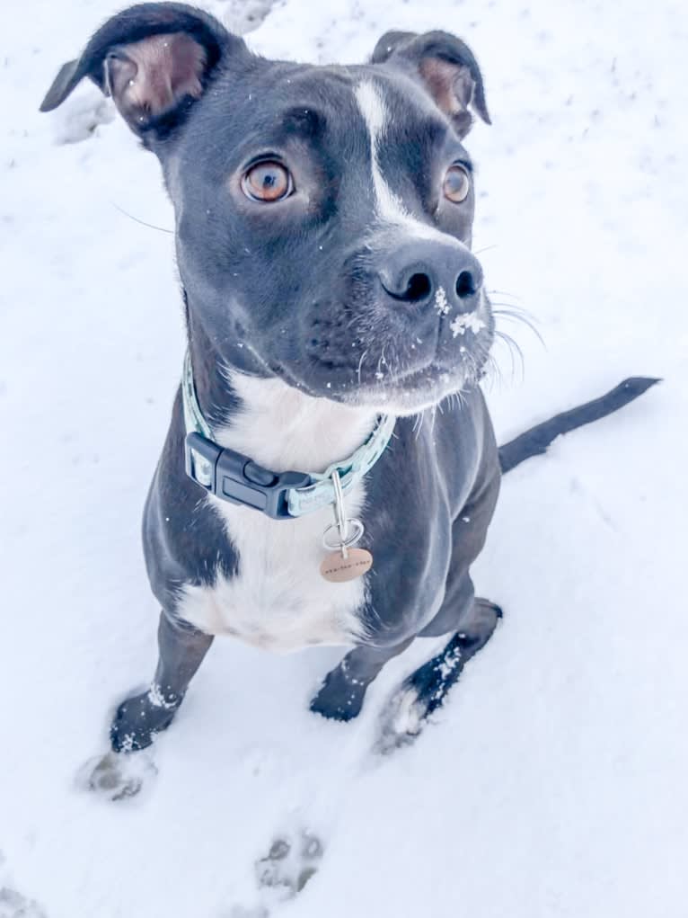 Bear, an American Bully and Chihuahua mix tested with EmbarkVet.com
