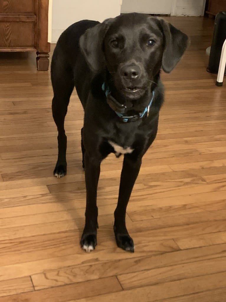 Suki, a Golden Retriever and Labrador Retriever mix tested with EmbarkVet.com