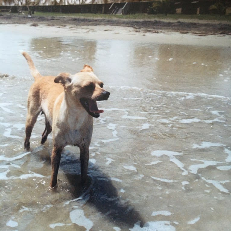 Blip, a Chihuahua and Cocker Spaniel mix tested with EmbarkVet.com