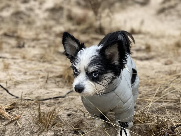 Echo, a Chihuahua and Miniature Pinscher mix tested with EmbarkVet.com