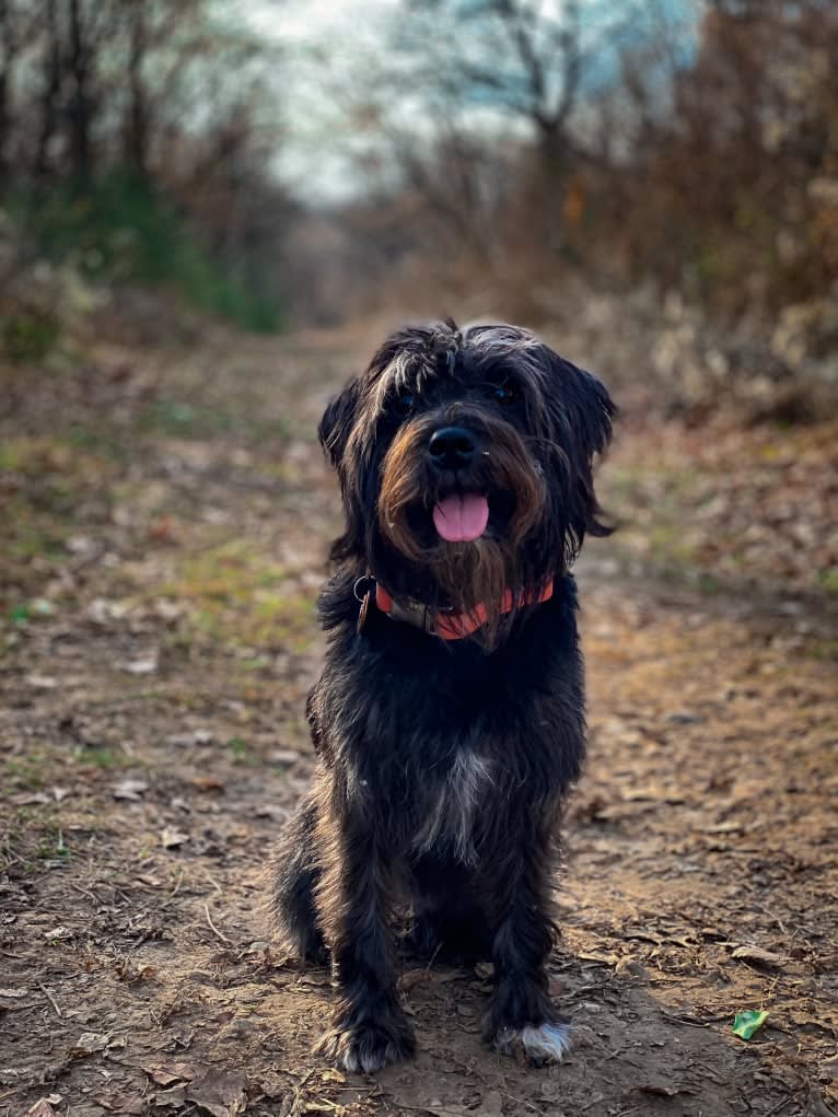 Poppy, a Miniature Schnauzer tested with EmbarkVet.com