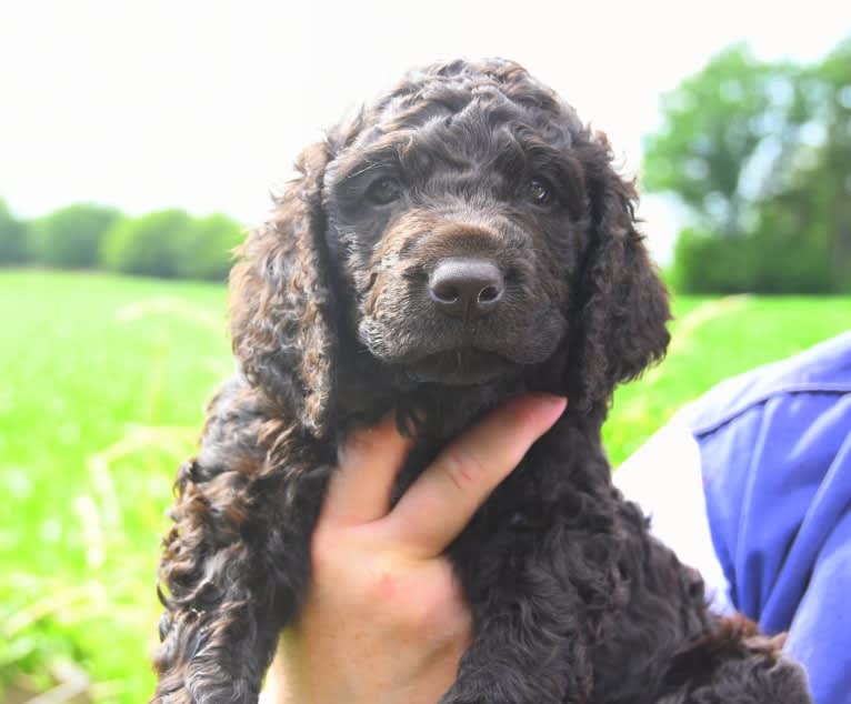 Remington, an Irish Water Spaniel (4.3% unresolved) tested with EmbarkVet.com