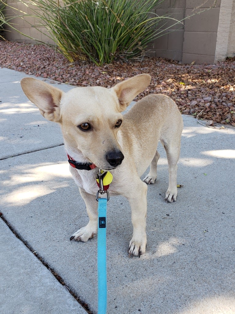 Swivel, a Chihuahua and Poodle (Small) mix tested with EmbarkVet.com