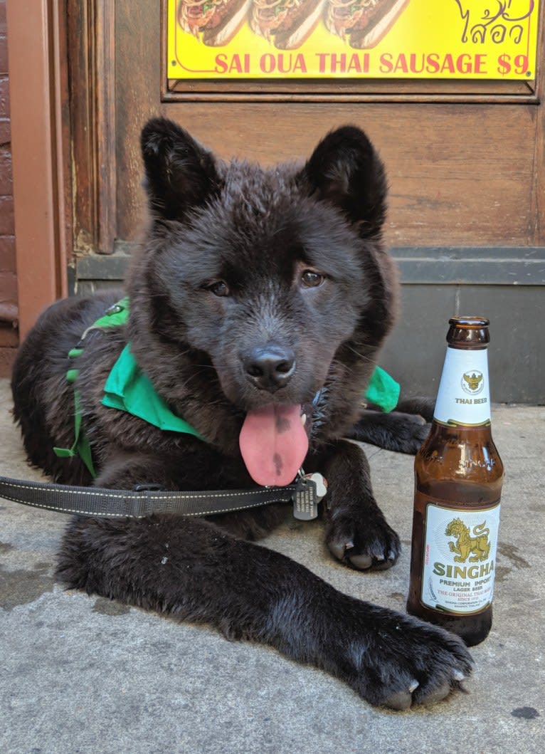 Bear, an East Asian Village Dog and Chow Chow mix tested with EmbarkVet.com
