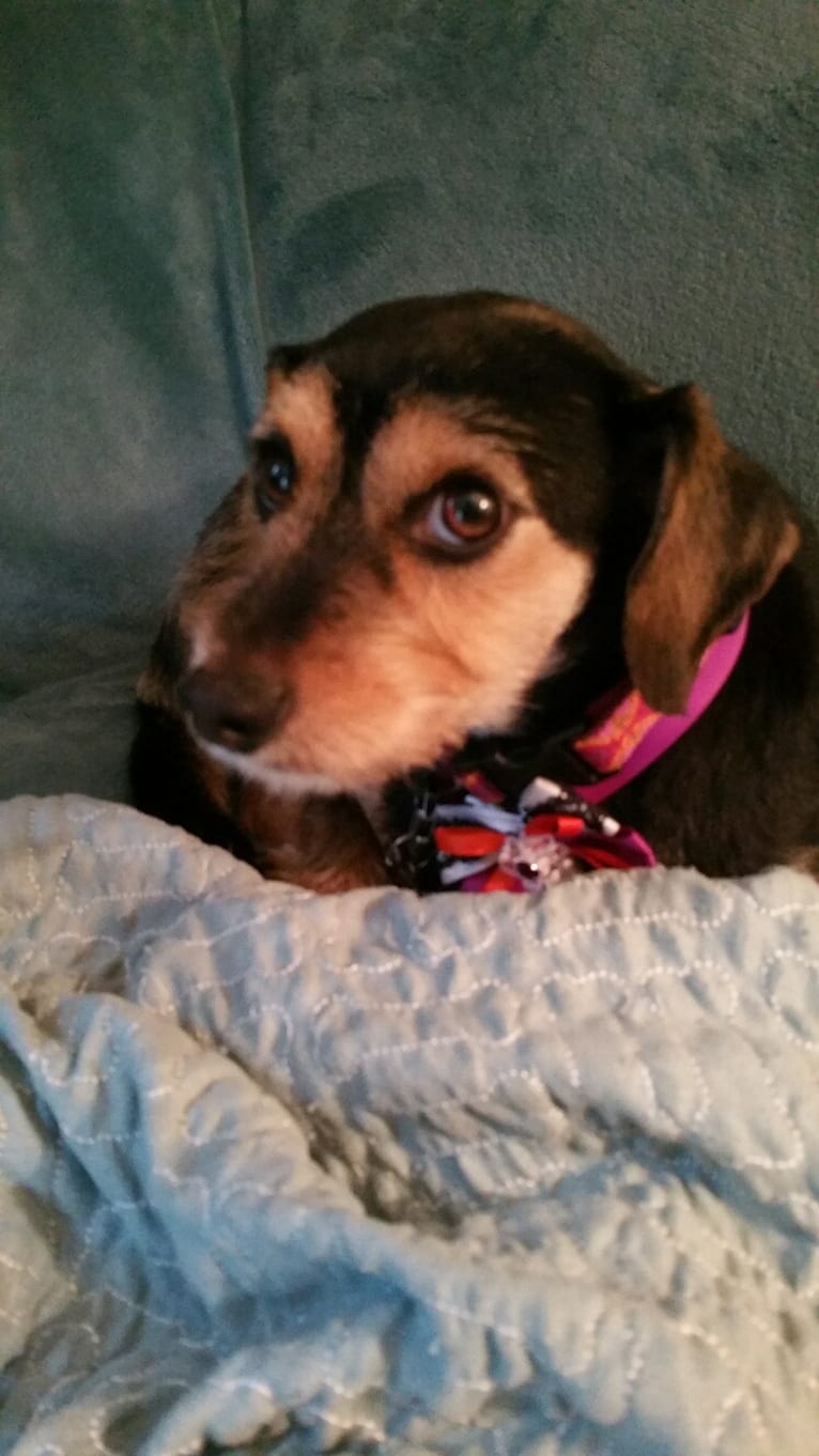 DOLLY, a Dachshund and Chihuahua mix tested with EmbarkVet.com
